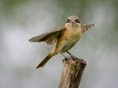 Cendet - brown-shrike